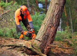 Best Tree Preservation Services  in Olive Branch, MS