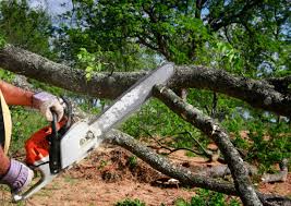 Best Emergency Tree Removal  in Olive Branch, MS